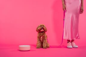 Get 10% off your first order with code: PETZYO10