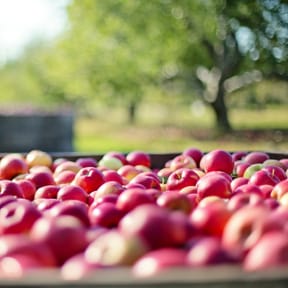 Fresh Apple Ingredients Sample from Avondale Foods