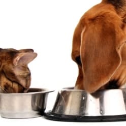 Black Hawk Pet Food Samples